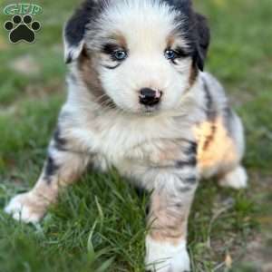 Vice, Miniature Australian Shepherd Puppy